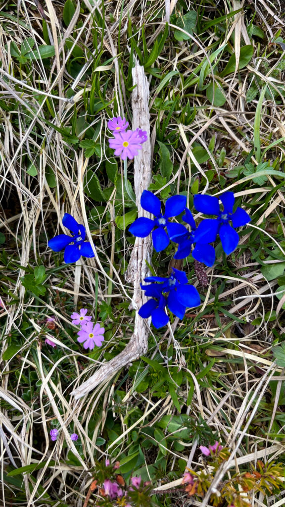 Flower in Malbun Mountains