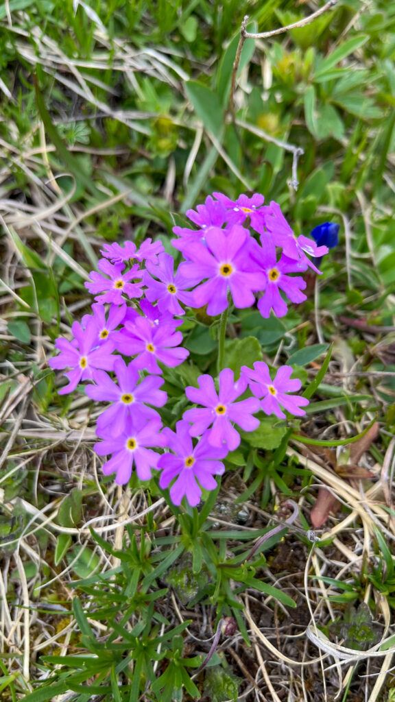 Flower in Malbun Mountains