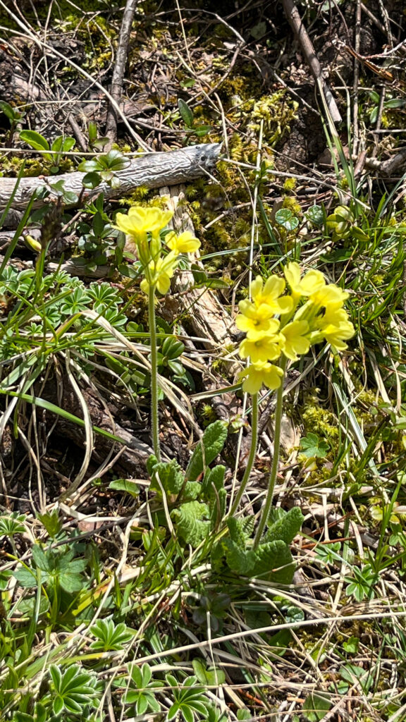 Flower in Malbun Mountains