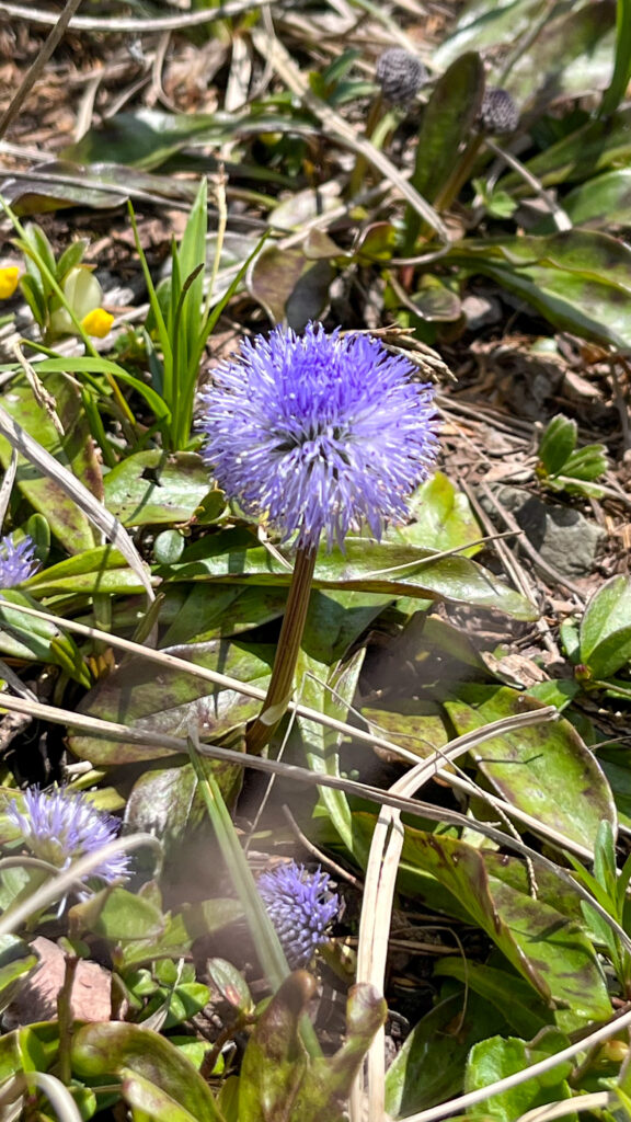 Flower in Malbun Mountains