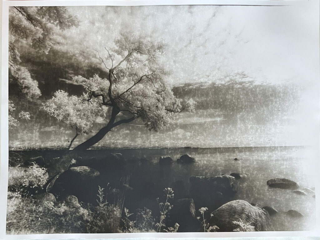 Lith Print - Tree at Lake