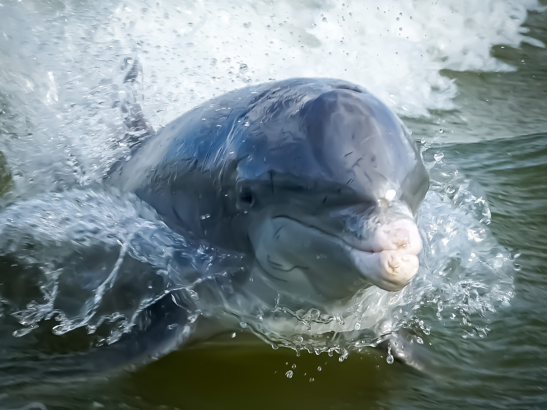 Jumping Dolphine