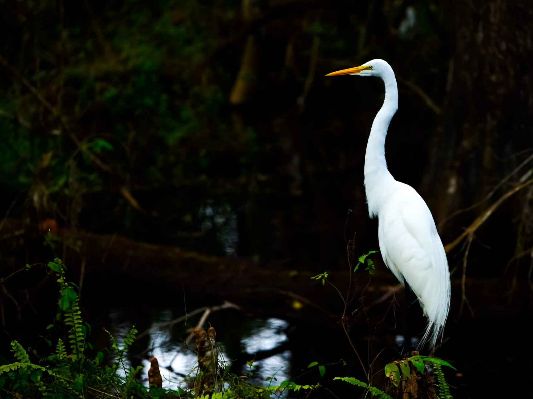 Great White Heron